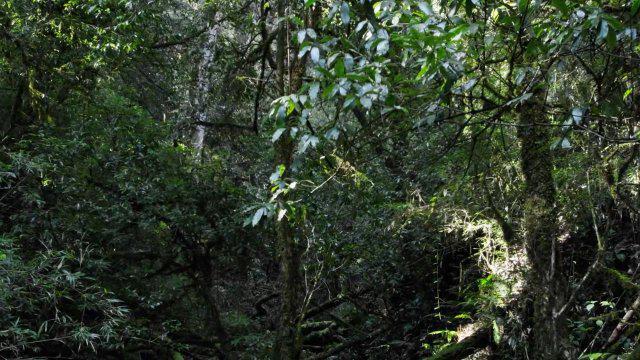 深圳梧桐山野猪向游客讨食现象初探